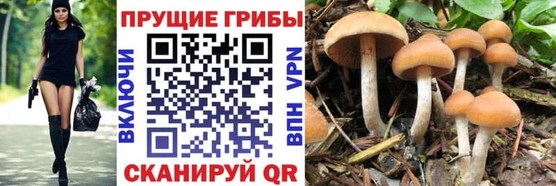 Галлюциногенные грибы Magic Shrooms  Купить где  Талица 